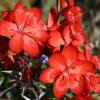 Schizostylus coccinea major - abriachan nurseries